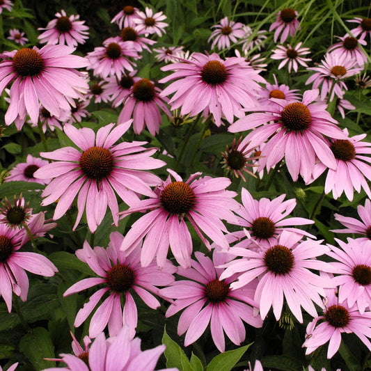 Magnus Echinacea with vibrant purple blooms