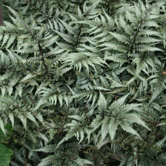 Godzilla Japanese Painted Fern with Silvery Gray Fronds and Purple Stems"