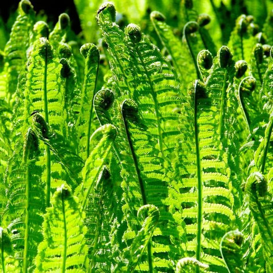 Matteuccia struthiopteris Edible Fiddleheads in Spring