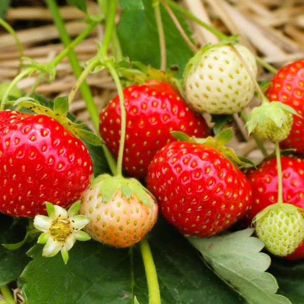 Flavorfest Strawberry Plants Online
Add a burst of flavor to your garden with Flavorfest strawberry plants, available from Greenwood Nursery, strawberries on the vine