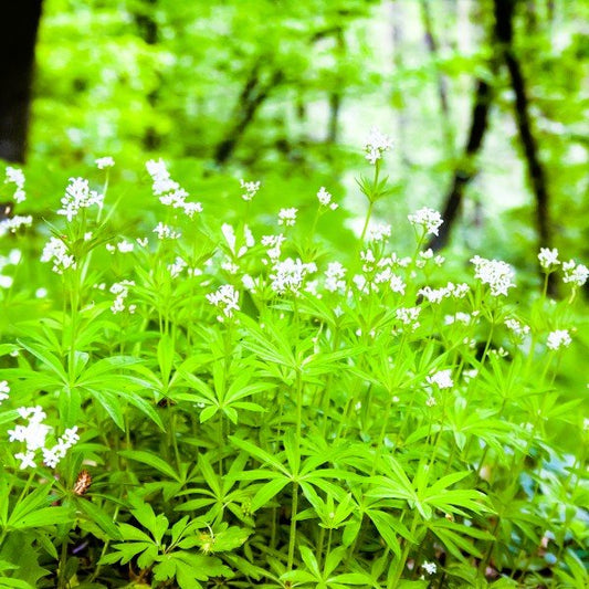 Close-up of Sweet Woodruff's fragrant leaves and delicate white flowers