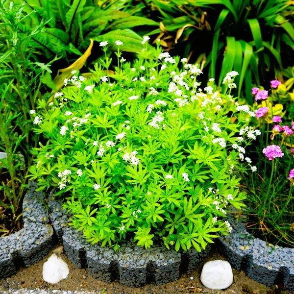 Close-up of Sweet Woodruff's fragrant leaves and delicate white flowers