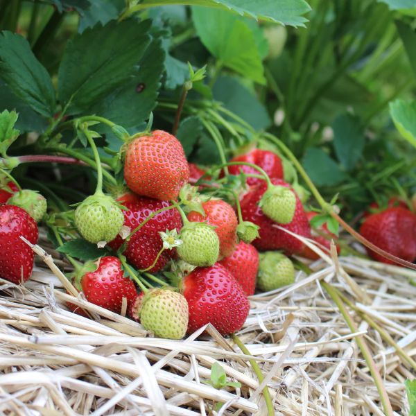 Galletta strawberry plants with large, shiny red berries growing in garden soil, available from Greenwood Nursery online plant nursery