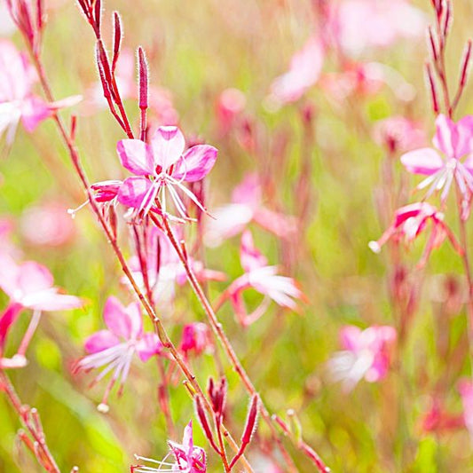 Enchanting Gaura lindheimeri for Mass Plantings and Garden Borders