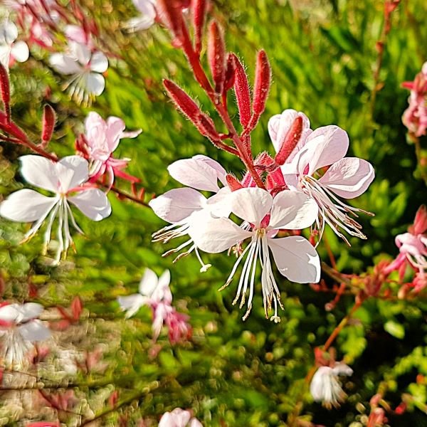 Gaura lindheimeri Siskiyou Pink | Perennial Plants