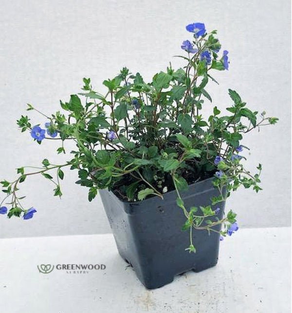 Close-up of Veronica Georgia Blue's periwinkle blue flowers and light green leaves
