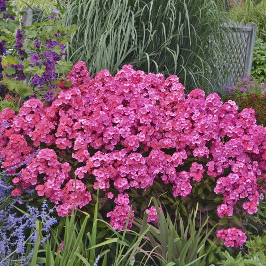 'Glamour Girl' Phlox paniculata with hot coral pink flowers against dark purple stems and bright green foliage