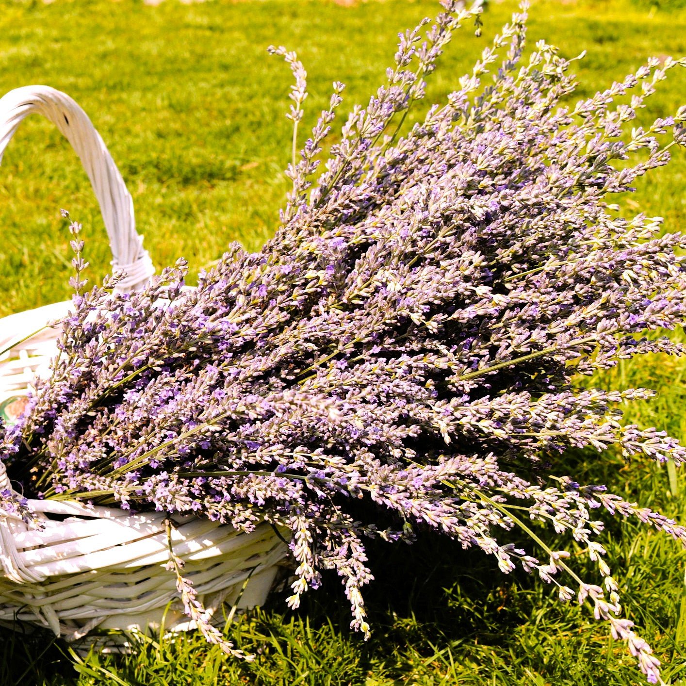 Close-up of deep violet flowers on Grosso Lavender cut flowers in a basket