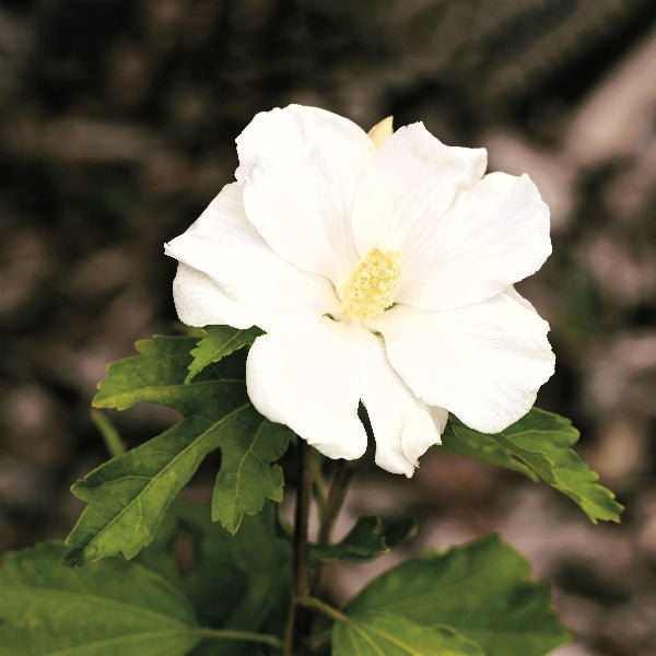 Close-up of White Diana Rose of Sharon's large single white blooms