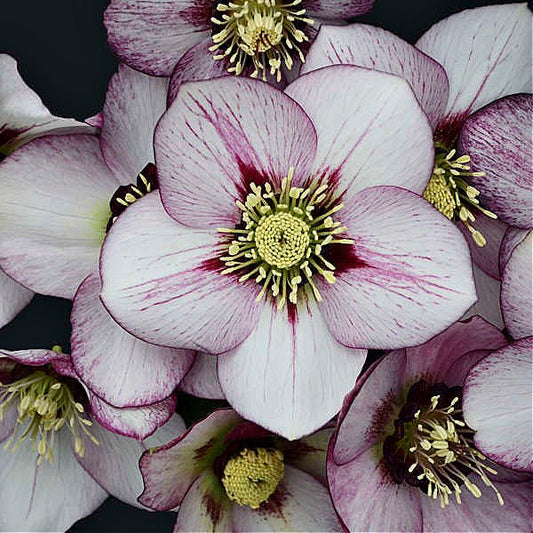 Close-up of Helleborus 'French Kiss' with white flowers and deep wine veins