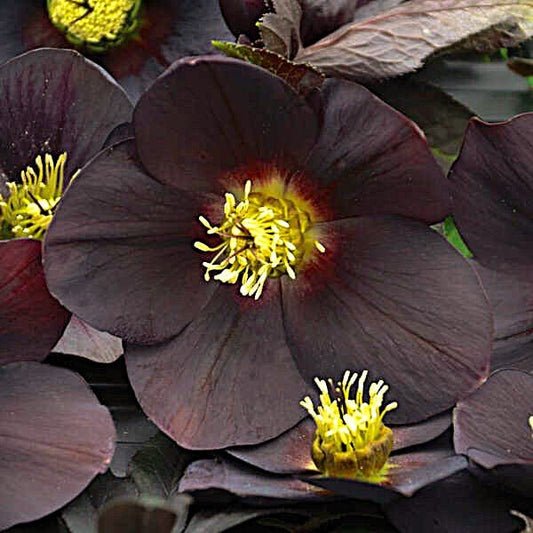 Helleborus New York Night