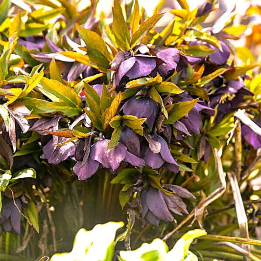 Helleborus New York Night