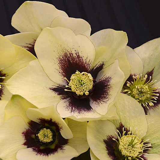 Evergreen Lenten Rose for Woodland and Shade Gardens"