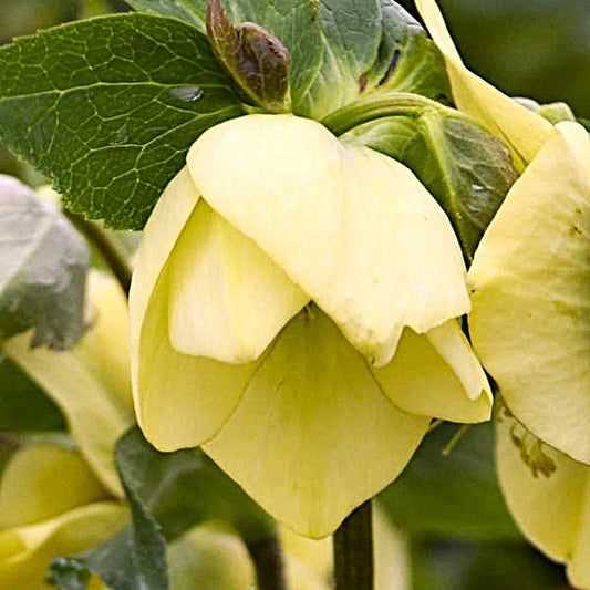 Evergreen Lenten Rose for Woodland and Shade Gardens"