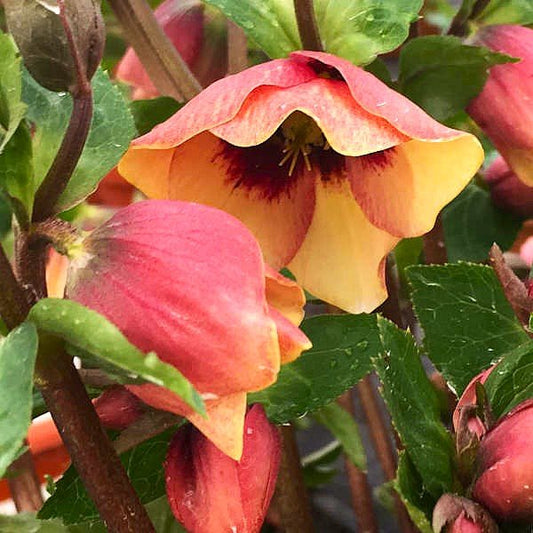 'Sandy Shores' Helleborus with Soft Apricot Flowers and Pink Backs