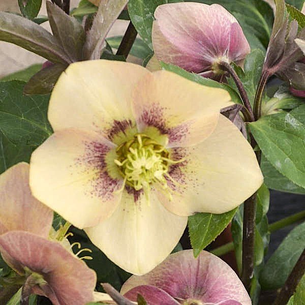 'Sandy Shores' Helleborus with Soft Apricot Flowers and Pink Backs