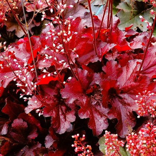 Greenwood Nursery Forever Red Heuchera Available in Pint Pots"