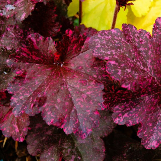 Close-up of pink-spotted leaves on Midnight Rose Heuchera