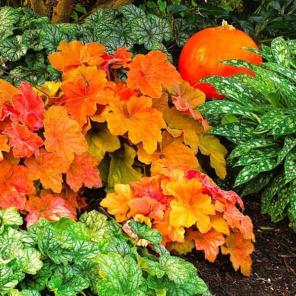 "Southern Comfort Heuchera with Cinnamon Peach, Copper, and Amber Foliage"