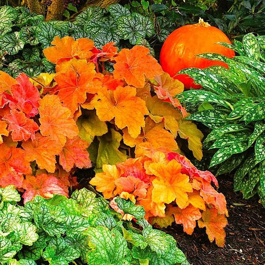 "Southern Comfort Heuchera with Cinnamon Peach, Copper, and Amber Foliage"