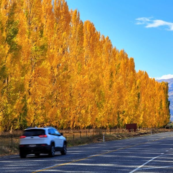 Hybrid Poplar Living Fence and Natural Screens