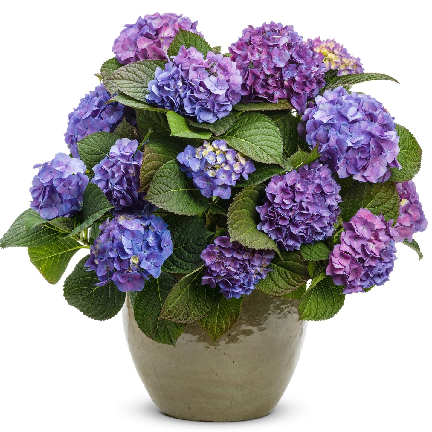 Let's Dance® Blue Jangles® Hydrangea with vibrant blue flowers in a garden container