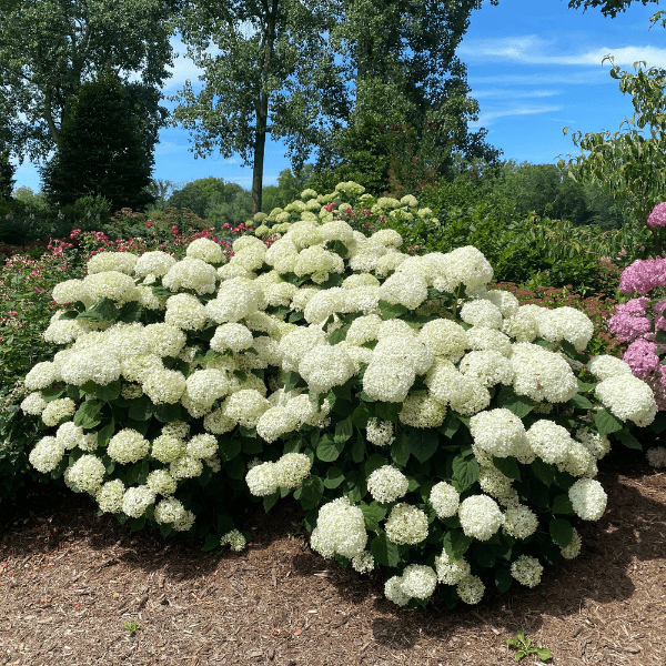 Incrediball Storm Proof Hydrangea planted in a garden, showcasing its dense growth habit and vibrant blooms