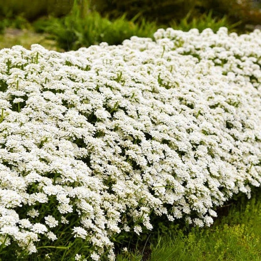Iberis Alexander s White Candytuf