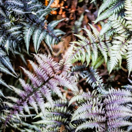 Japanese Painted Ferns with Vibrant Silver and Burgundy Fronds"
