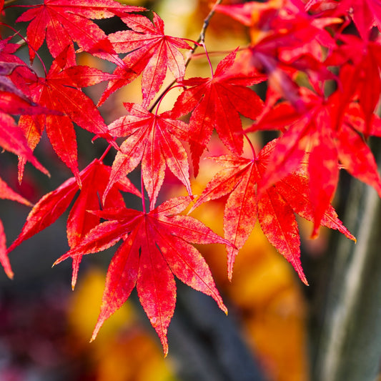 Japanese_Red_Maple_close_up_of_leaves_in_the_fall_