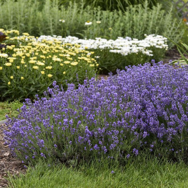 Munstead Lavender adding charm and fragrance to a sunny garden area.