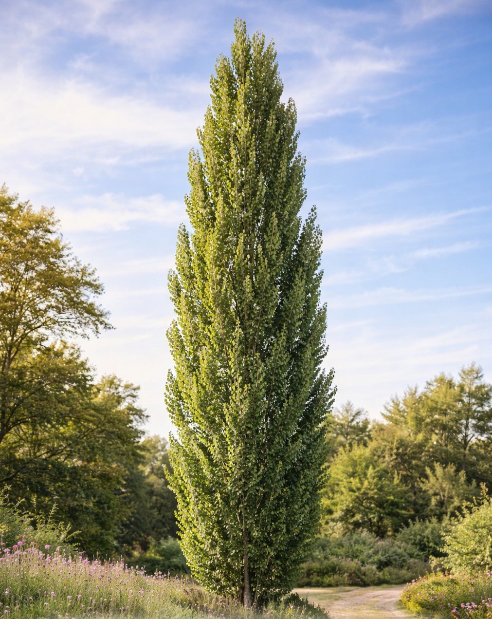 Tall green tree in a park with a blue sky and clouds