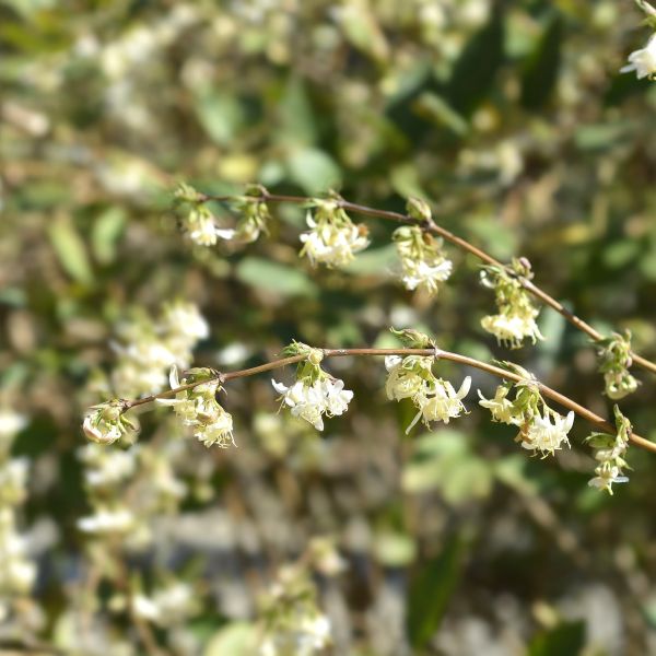 Close-up of a branch with small white flowers against a blurred green background Lonicera fragrantissim close up of branches in bloom white flowers