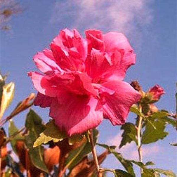Close-up of Lucy Rose of Sharon's large double red blooms