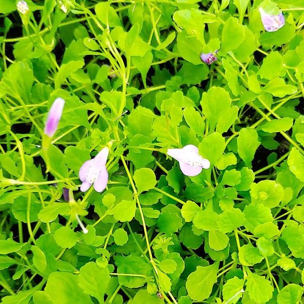 Mazus reptans blooming with purple-blue flowers between stepping stones
