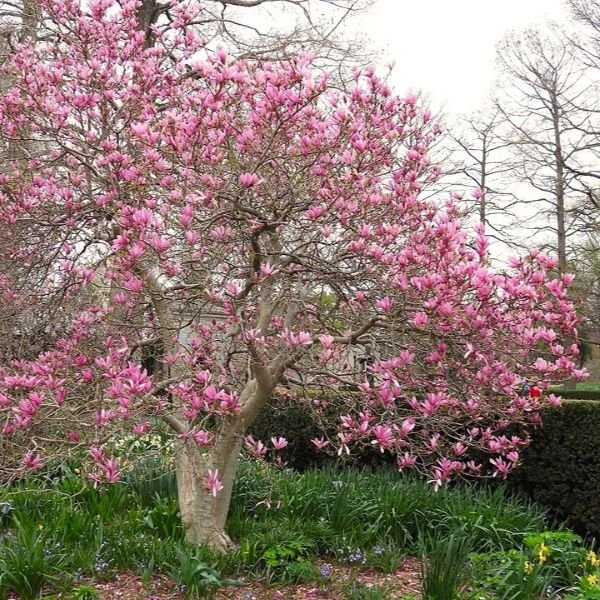 Pink flowering Magnoliax_Jane tree in a garden setting with green grass and trees in the background.