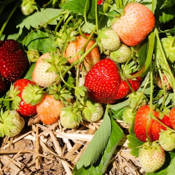 Malwina strawberry plants with large, deep red berries growing in late-season garden beds, available from Greenwood Nursery online plant nursery"