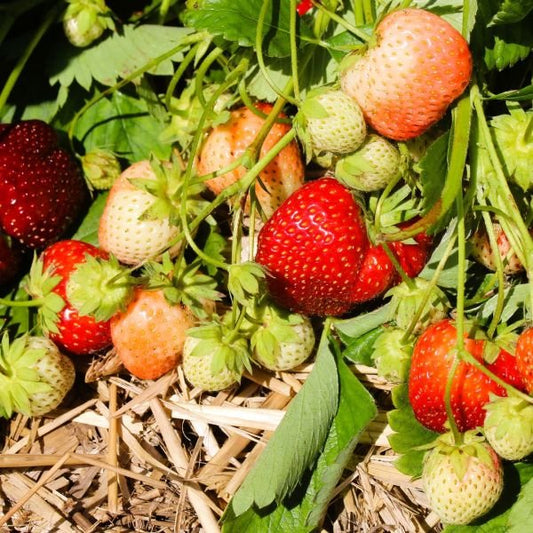 Malwina strawberry plants with large, deep red berries growing in late-season garden beds, available from Greenwood Nursery online plant nursery"