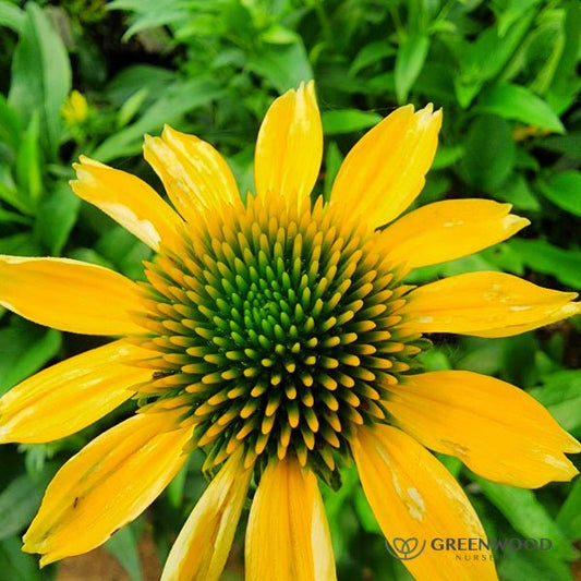 Close-up of Mellow Yellows Echinacea's sunny flowers