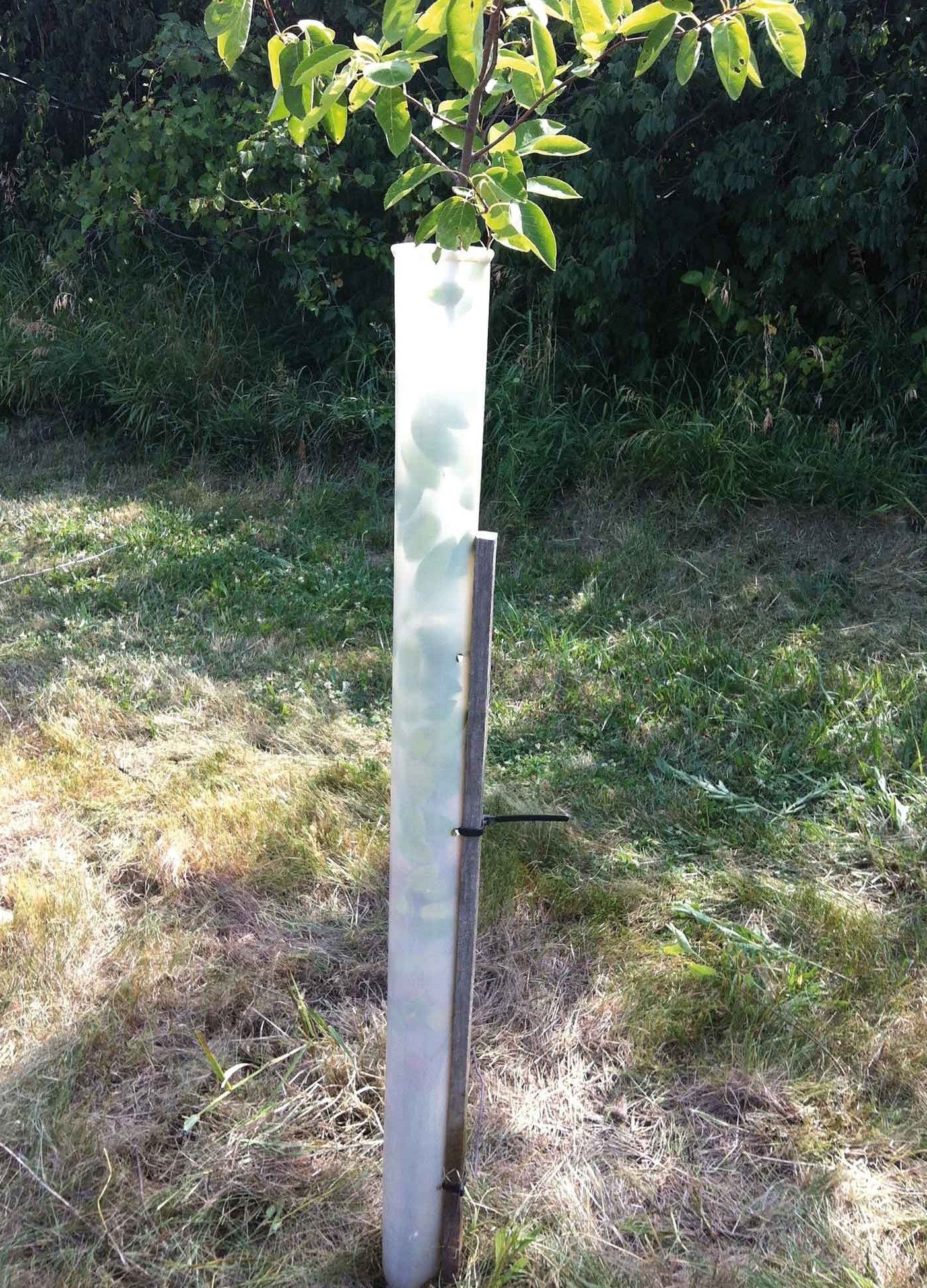 Miracle Tube Tree Grow Tube