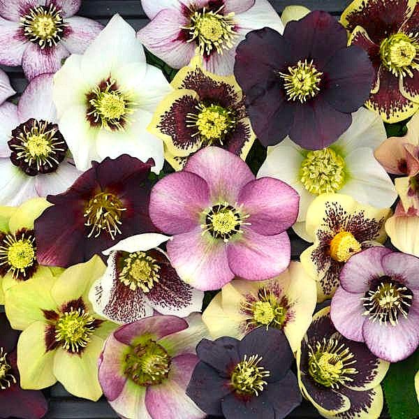 Helleborus Lenten Rose Mixed with Colorful Blooms and Kaleidoscope Foliage