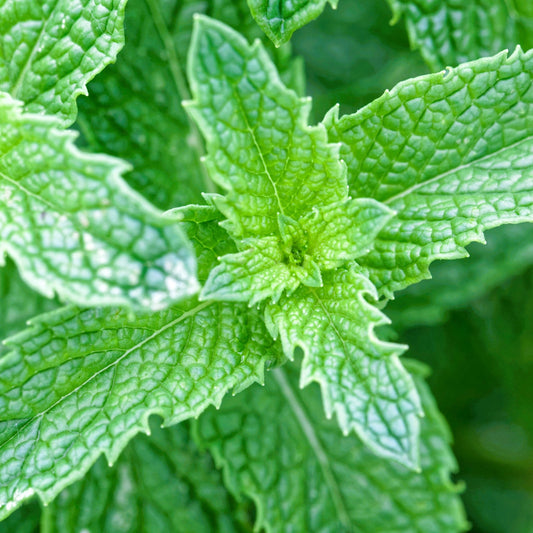 Mojito Mint Plants with Fresh Green Leaves for Culinary Use