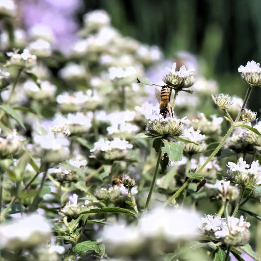 Mountain Mint (Pycnanthemum muticum) | 2025 Perennial Plant of the Year