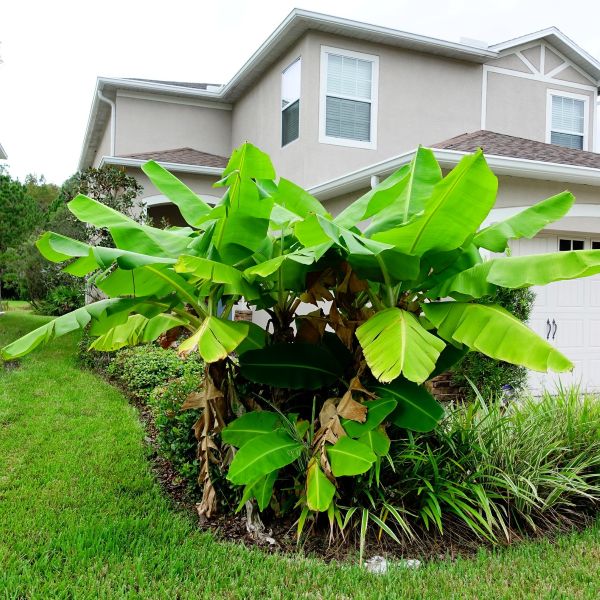 potting soil for banana plants Musa basjoo Cold Hardy Banana