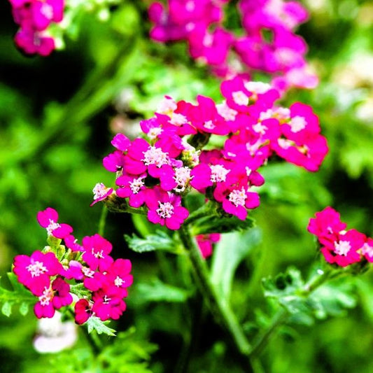 New Vintage™ Violet Yarrow with Striking Violet Blooms