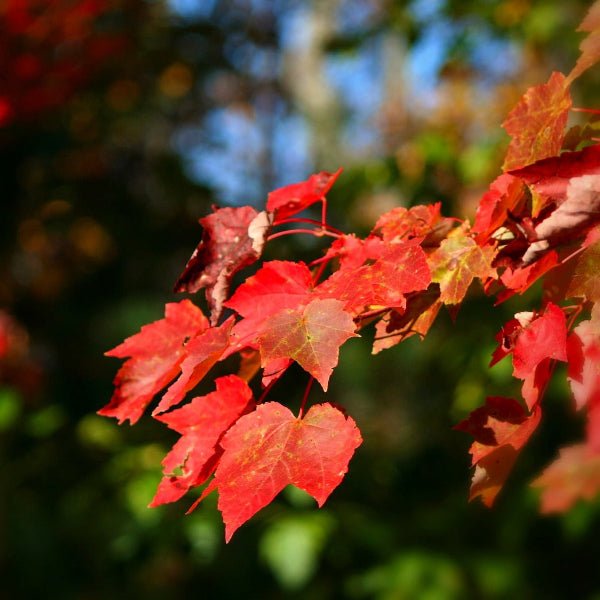 Close-up of October Glory Red Maple's striking fall leaves