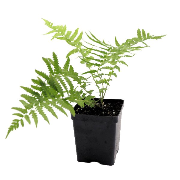 Close-up of Ostrich Fern's vase-shaped fronds pint size
