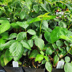 Ouachita blackberry tissue culture in containers