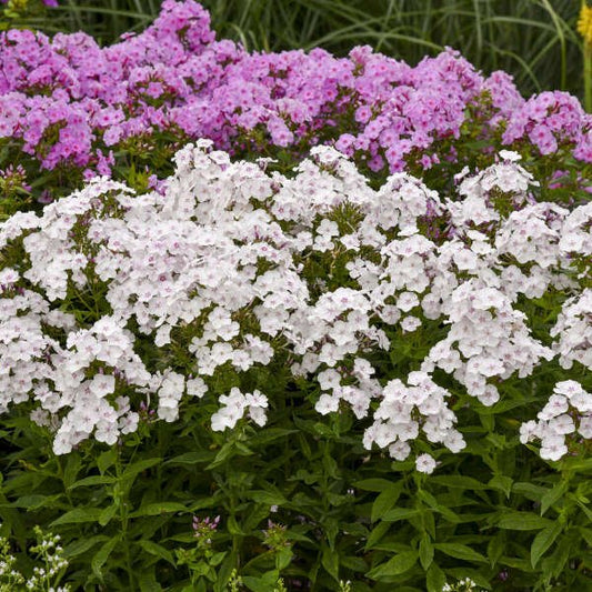 'Party Girl' Phlox paniculata adding fragrance and color to a garden patio or deck