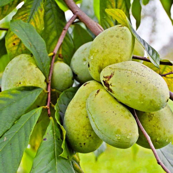 Greenwood Nursery Quart-Potted Pawpaw Trees for Fruit Gardens"